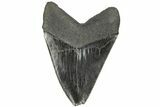 Fossil Megalodon Tooth - South Carolina #168213-1